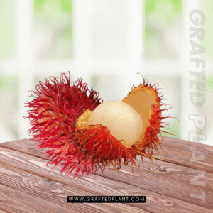 Nephelium lappaceum