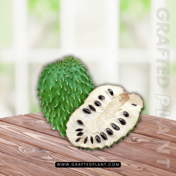 Annona muricata (Soursop)