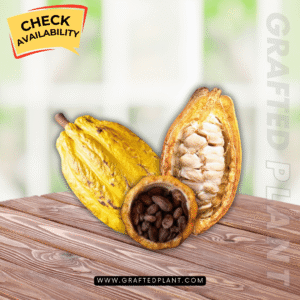 Theobroma cacao (Chocolate)
