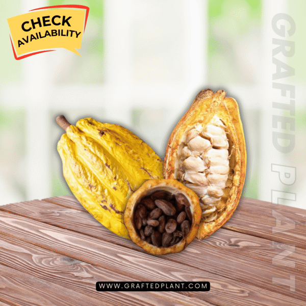 Theobroma cacao (Chocolate)
