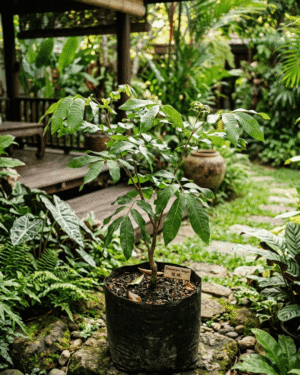 Dimocarpus longan seeds