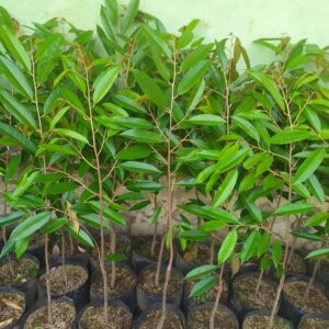 Durio zibethinus seeds