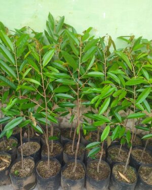 Durio zibethinus seeds
