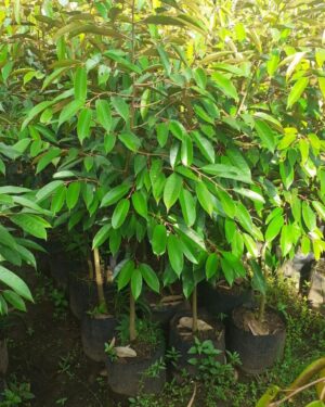 Durio dulcis seeds