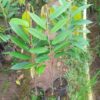 Durio