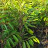 Durio