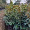 Durio