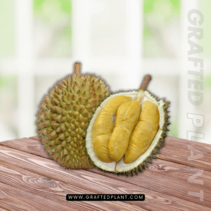 Durio zibethinus seeds