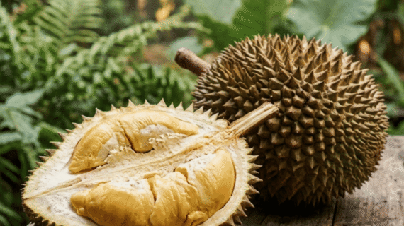 Durio zibethinus Growing Guide | Care, Grafting & Fruiting