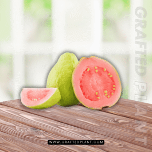 Psidium guajava