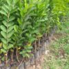 Psidium guajava