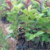 Psidium guajava