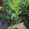 Psidium guajava