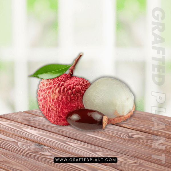 Litchi chinensis