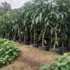 Mangifera