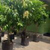 Mangifera