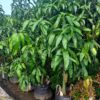 Mangifera