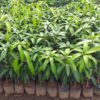 Mangifera