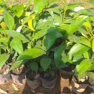 Garcinia mangostana (Manggis) Plants