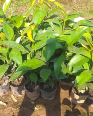 Garcinia mangostana (Manggis) Plants