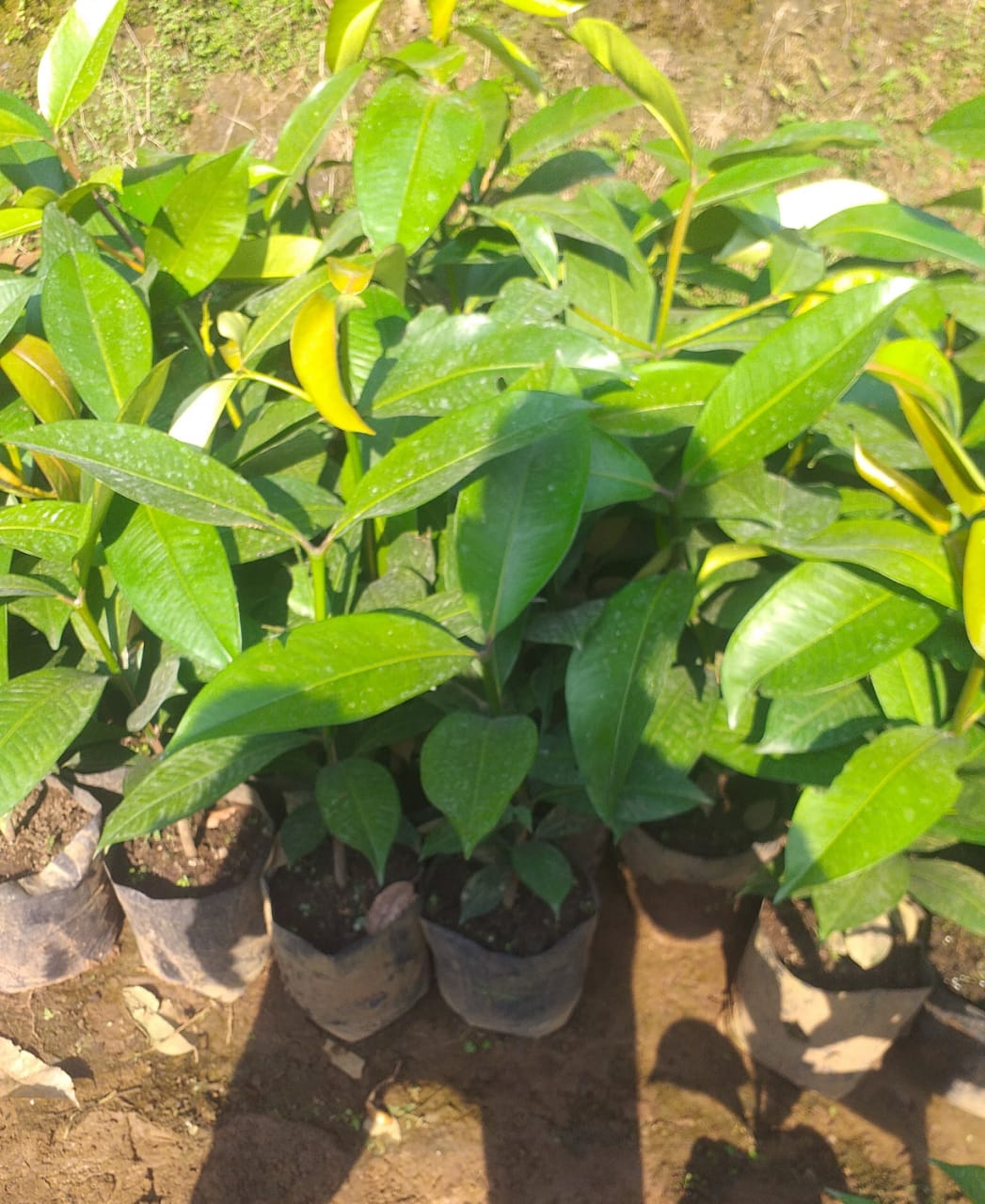 Garcinia mangostana (Manggis) Plants