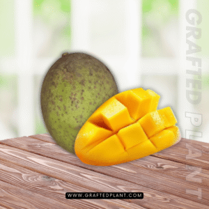 Mangifera foetida (Bacang/Limus)