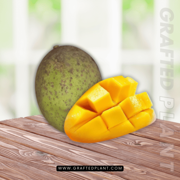 Mangifera foetida (Bacang/Limus)