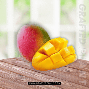 Mangifera indica Gedong Gincu