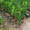 Artocarpus