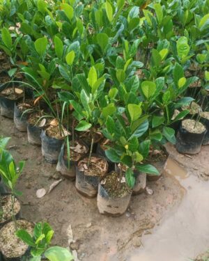 Artocarpus
