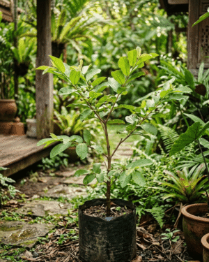 Psidium guajava seeds