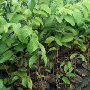 Annona squamosa plants