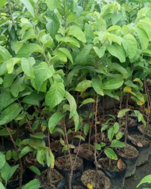 Annona squamosa plants