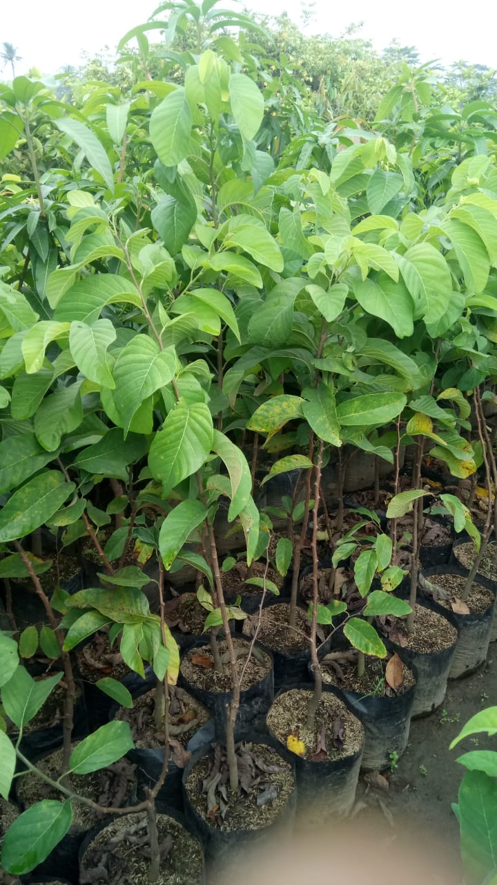 Annona squamosa plants