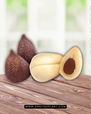 Salacca zalacca seeds