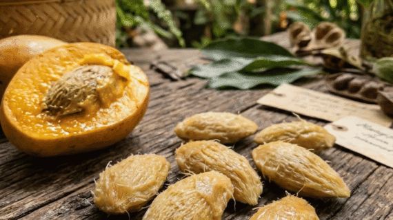 Mangifera indica Growing Guide | Care, Propagation & Grafting