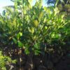 Artocarpus