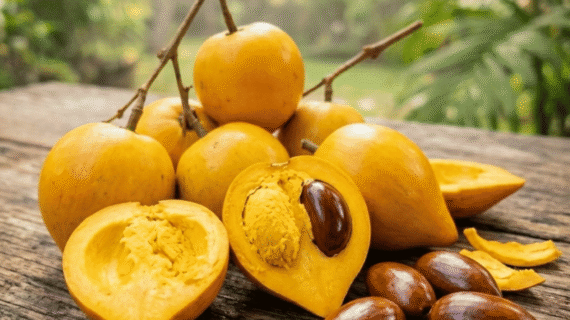 Pouteria campechiana Growing Guide | Care, Propagation & Fruiting