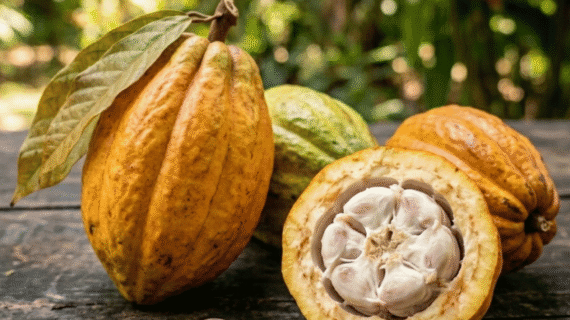 Theobroma cacao Growing Guide | Care, Propagation & Fruiting