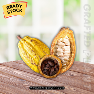 Thebroma cacao - Cacao Seeds grafted plant