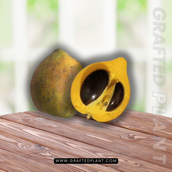 pouteria campechiana