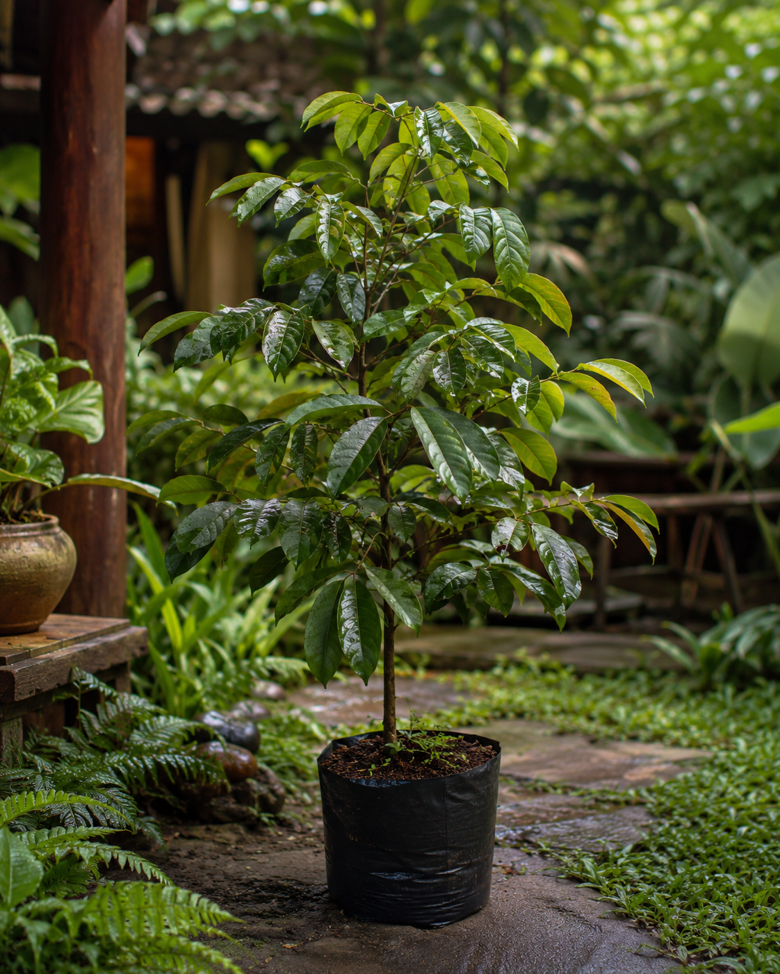 Nephelium lappaceum plant