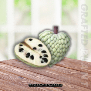 Annona cherimoya (Cherimoya)