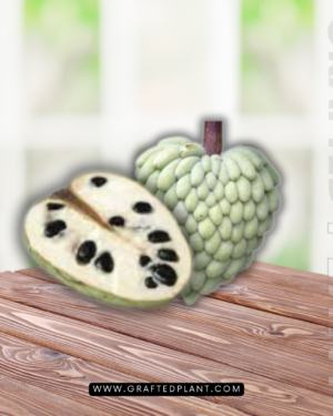 Annona cherimoya (Cherimoya)
