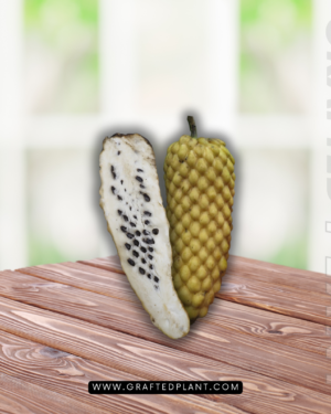Annona conica