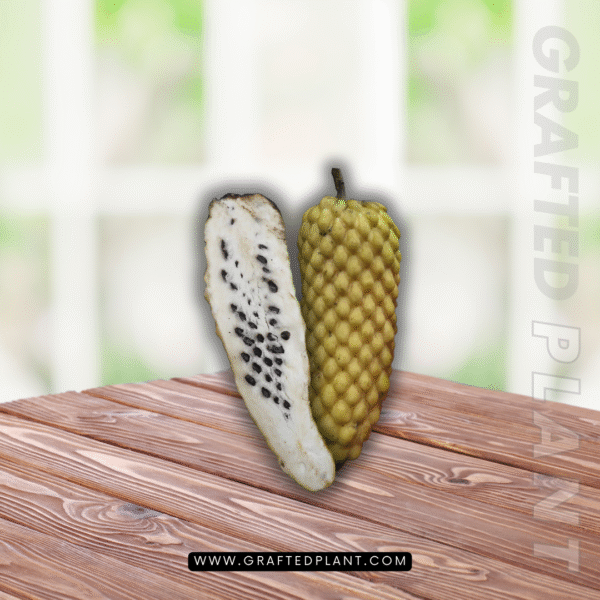 Annona conica
