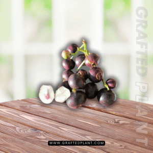 syzygium polycephalum (Gowak)