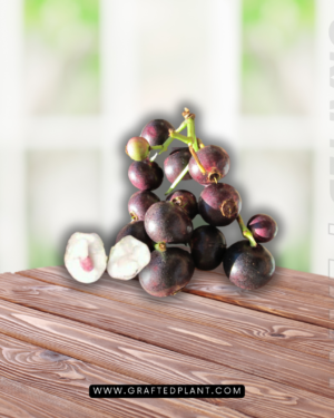 syzygium polycephalum (Gowak)