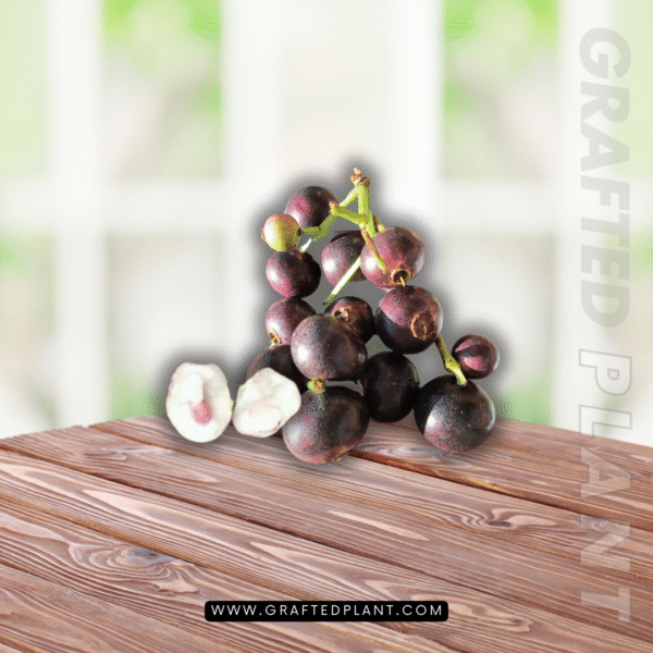 syzygium polycephalum (Gowak)