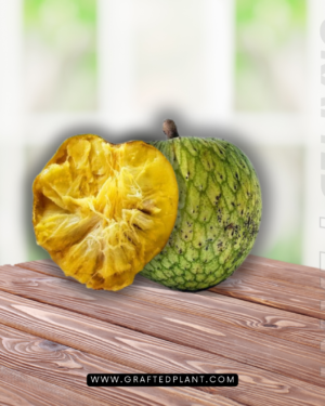 Annona montana